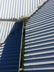 4a - GumLeaf Stainless Steel on a Corrugated Roof - BEFORE